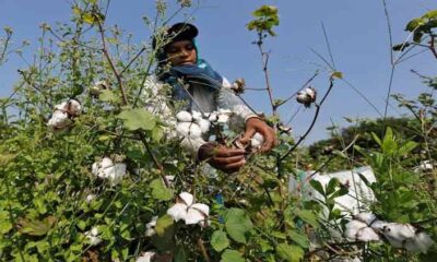 Cash-starved Pakistan gets ready for bumper cotton crop