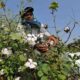 Cash-starved Pakistan gets ready for bumper cotton crop