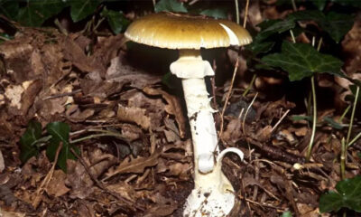 Australian lethal mushroom mystery survivor leaves hospital