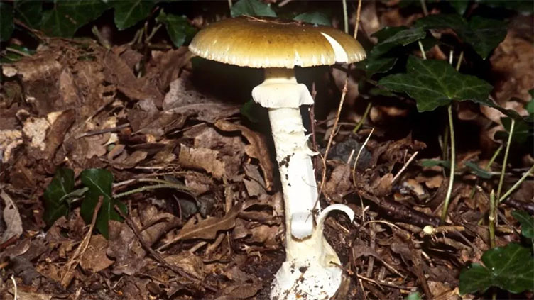 Australian lethal mushroom mystery survivor leaves hospital
