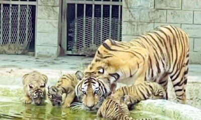 Committee to probe mauling incident at Bahawalpur zoo