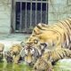 Committee to probe mauling incident at Bahawalpur zoo