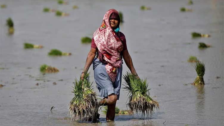 India eyes doubling cash handout for women farmers ahead of vote