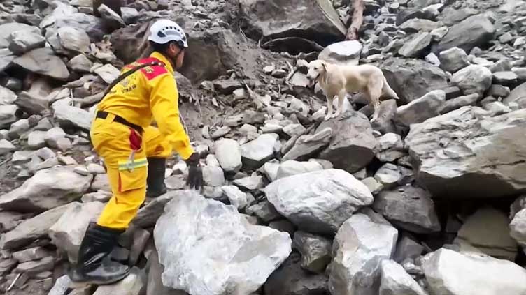 Taiwan's dogs search for quake victims: A success story