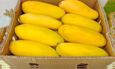 Supply of Pakistani mangoes to UAE satisfactory despite lower growth