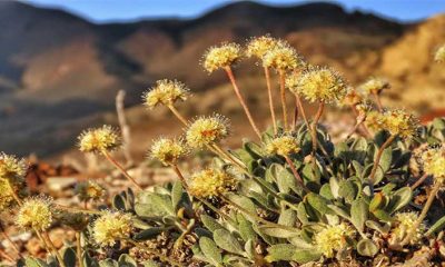 Nevada lithium mine will crush rare plant habitat US said is critical to its survival, lawsuit says